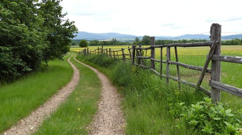 chien-sentier-campagne