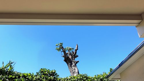 jardin-mini-pelle-souche