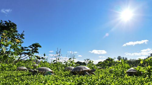 jardin_tortues_hermann