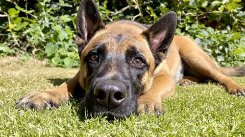 malinois_jardin_ensoleillé
