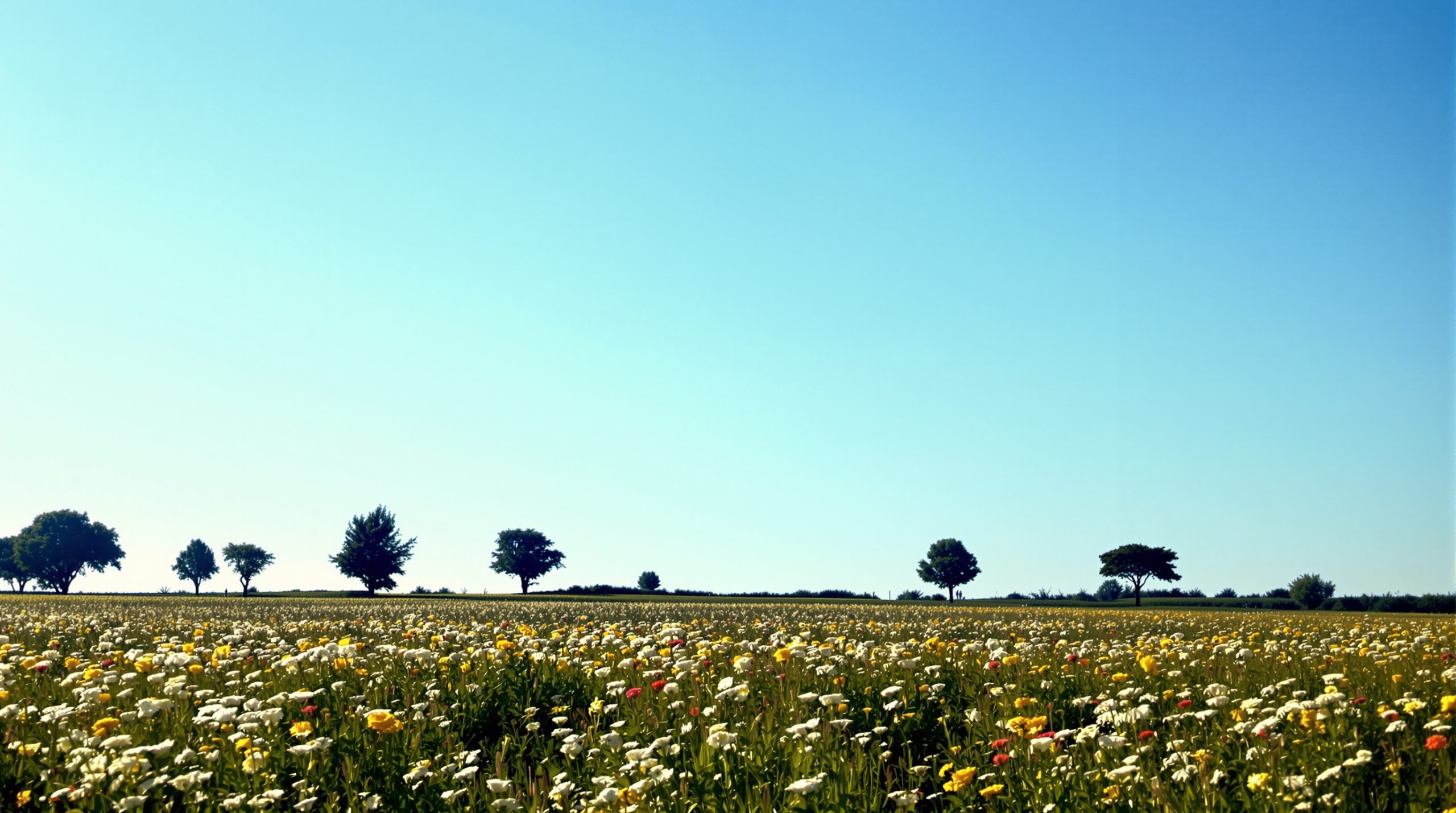paysage_fleurs_flandre