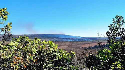 paysage_forestier_brûlé_sous_ciel_bleu