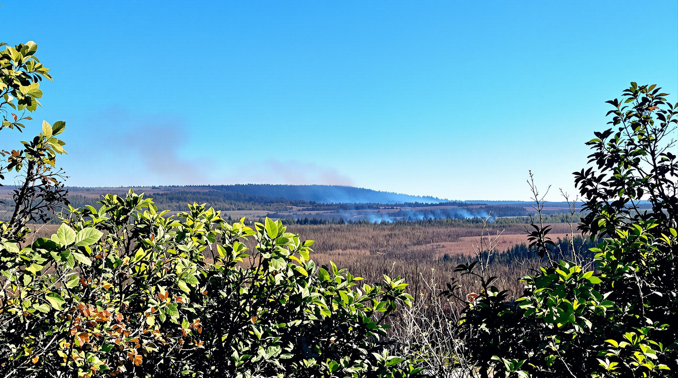 paysage_forestier_brûlé_sous_ciel_bleu