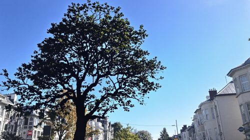 platane_rue_urbaine