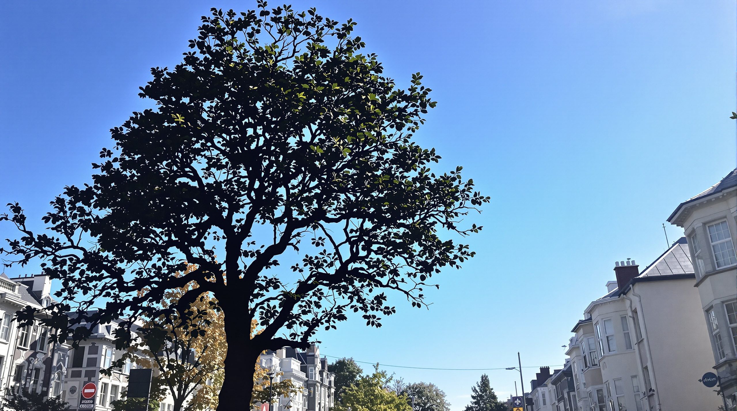 platane_rue_urbaine