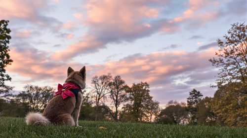 promenade_chien_parc