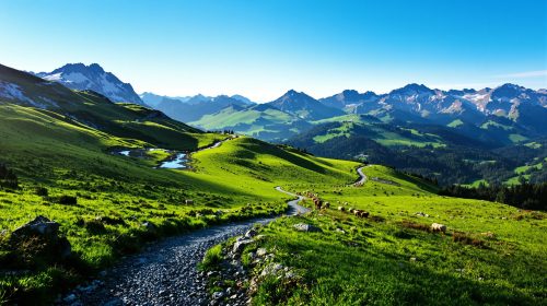 Pyrénées_rando_vaches