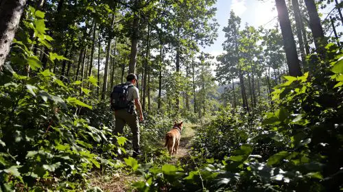 recherche_forestière