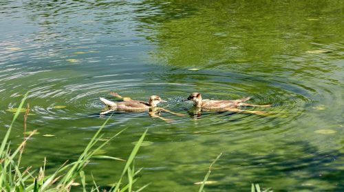 tongs-etang