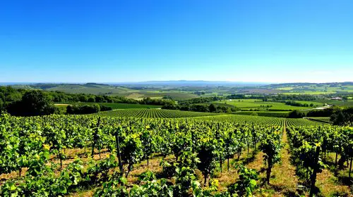 vignoble_gardois_paysage
