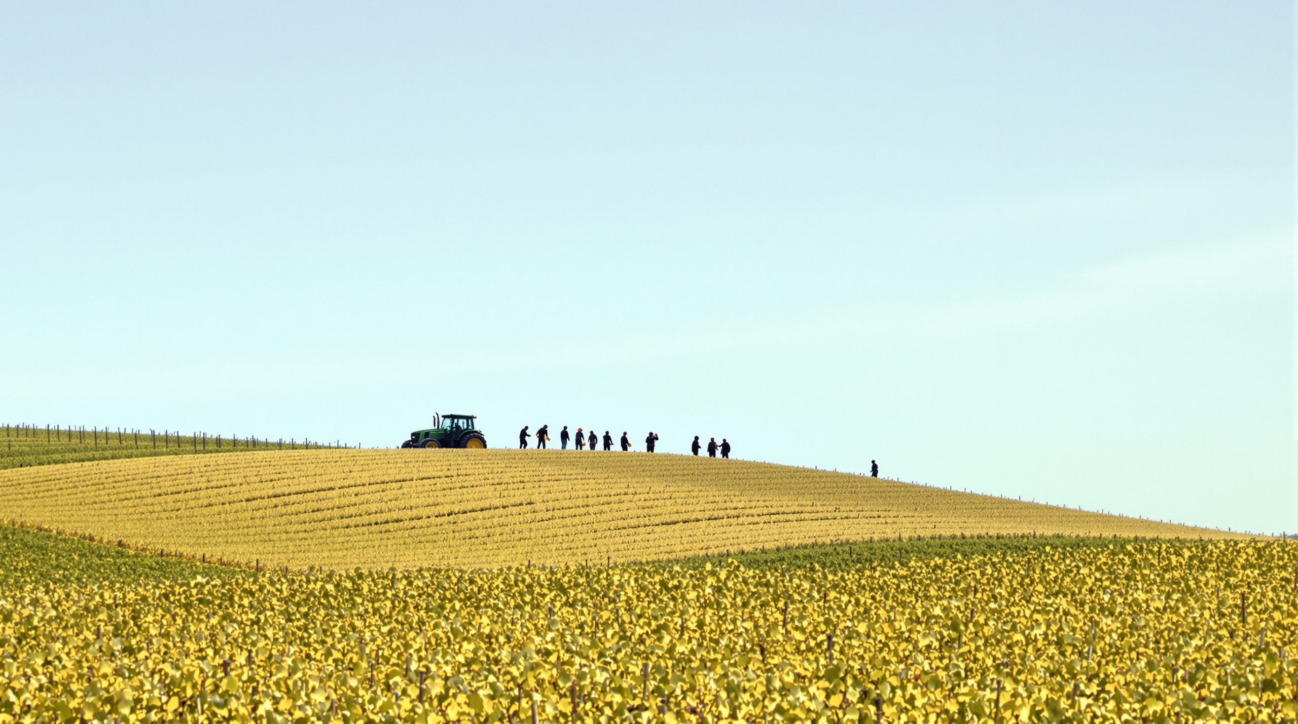 vignoble_vendangeurs_travail