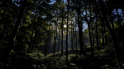 Évasion nocturne en forêt
