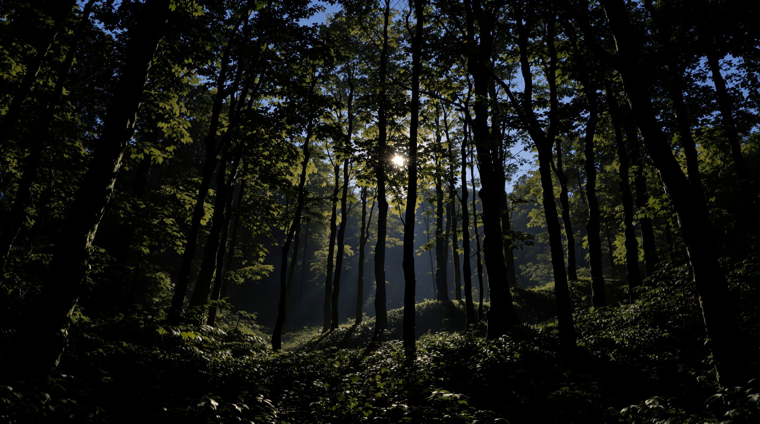Évasion nocturne en forêt