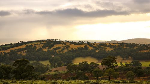 aigle_campagne_australienne