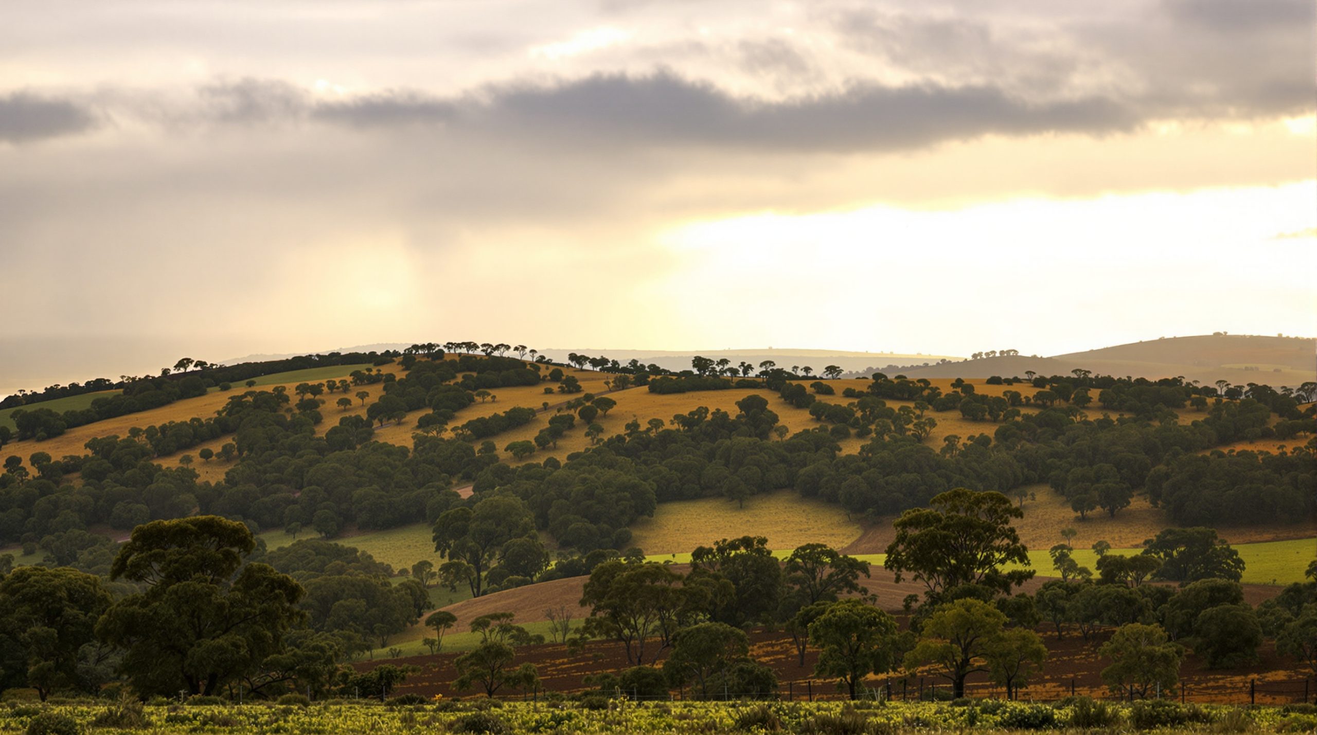 aigle_campagne_australienne