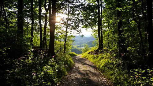 chemin_forestier_ensoleillé