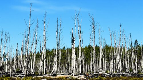 forêt_détruite_par_les_flammes