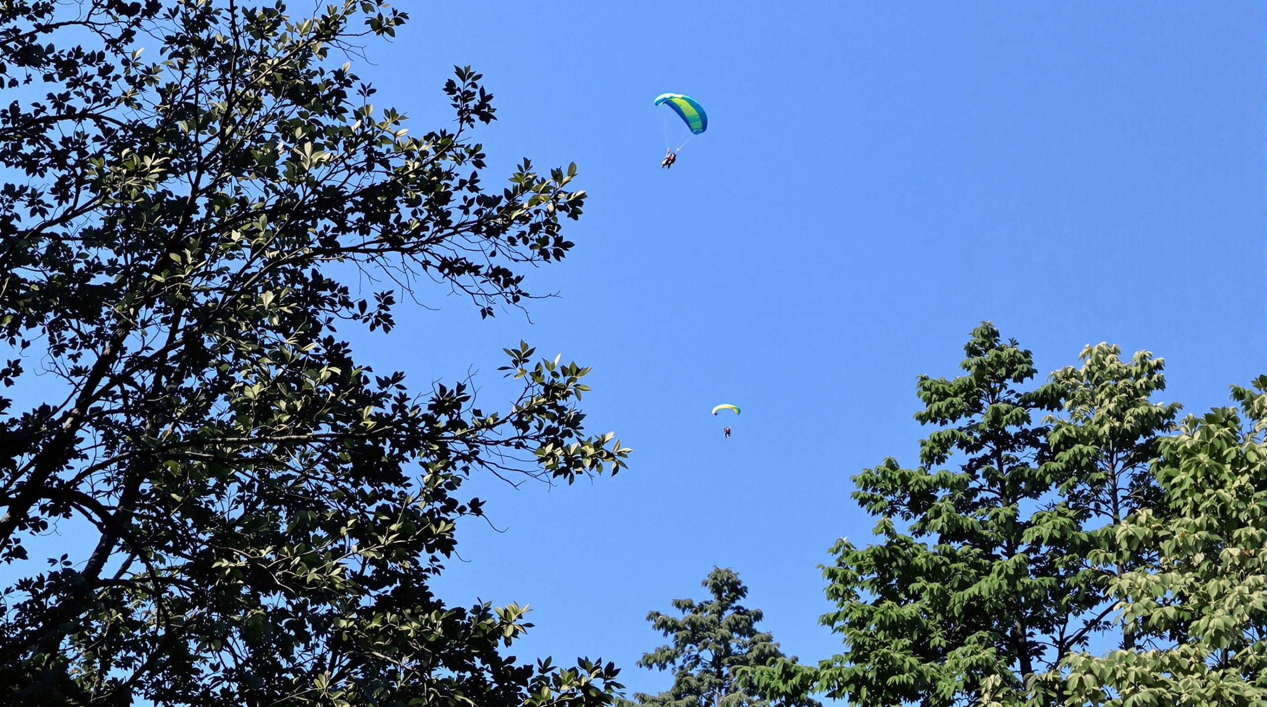 parachutistes_descente_forêt