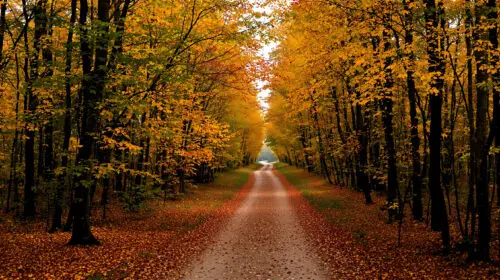 chemin-automnal