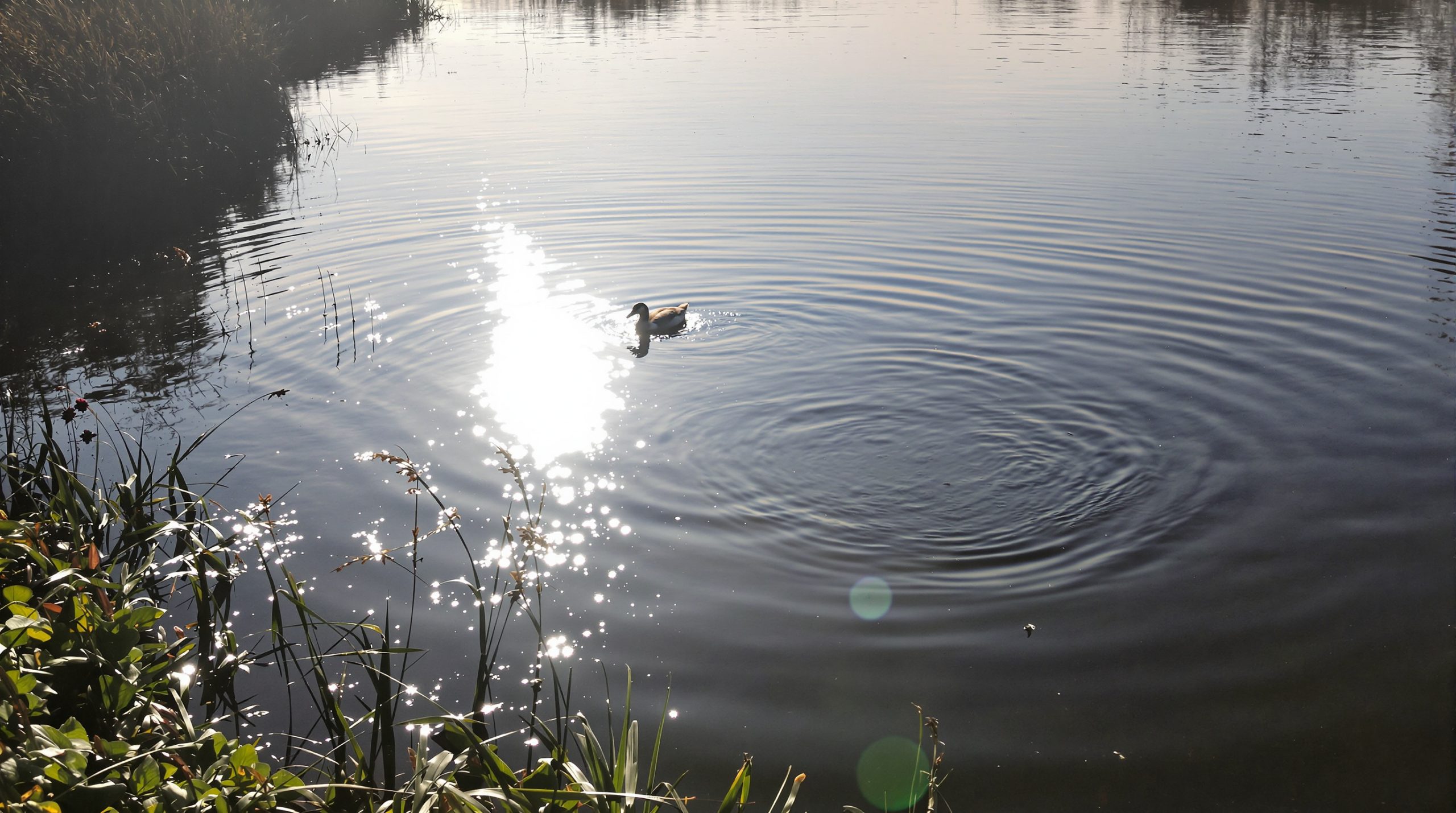 etang_tranquille_floride