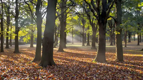foret_bretonne_claire.