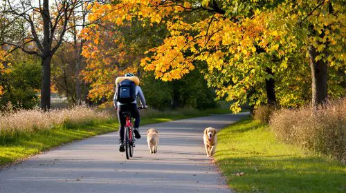 Parc_Cycliste_Chiens
