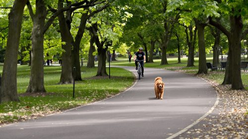 ParcCyclisteChien