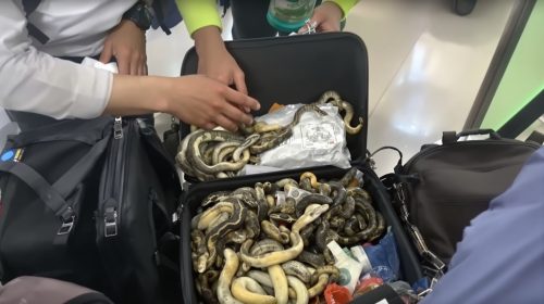 Saisie_Reptiles_Aéroport
