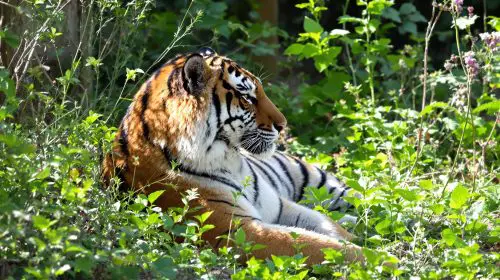tigre_enclos_verdoyant