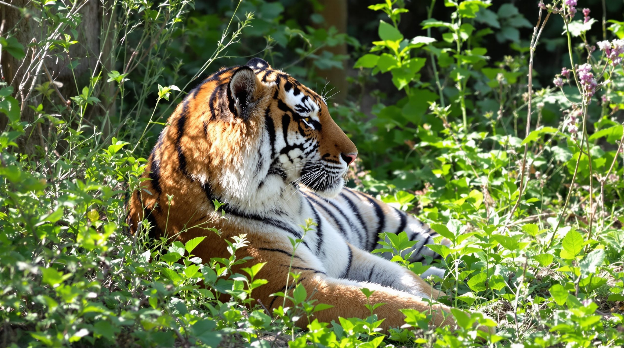 tigre_enclos_verdoyant